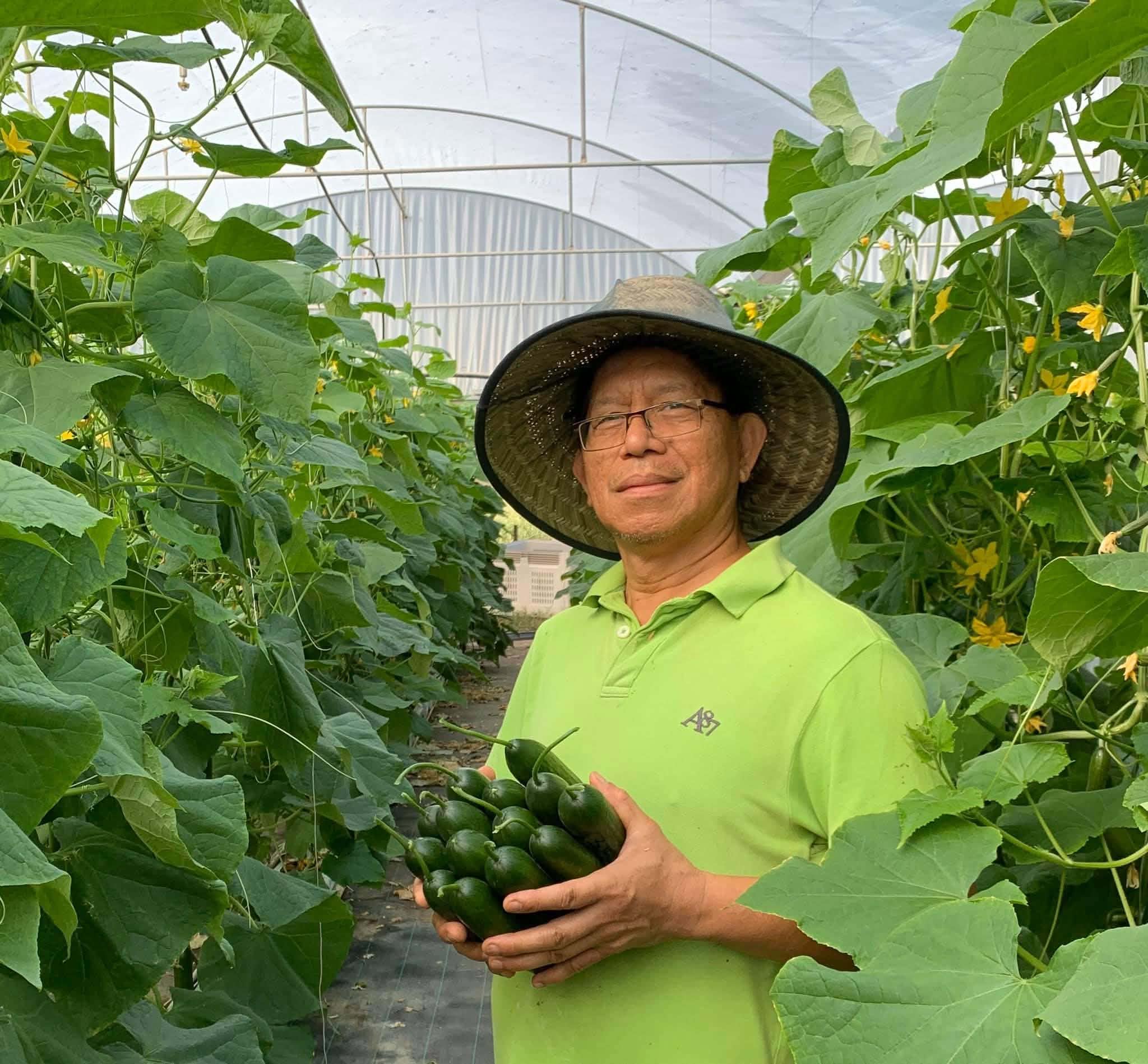 Valerio holding harvested cucumbers among greenhouse crops