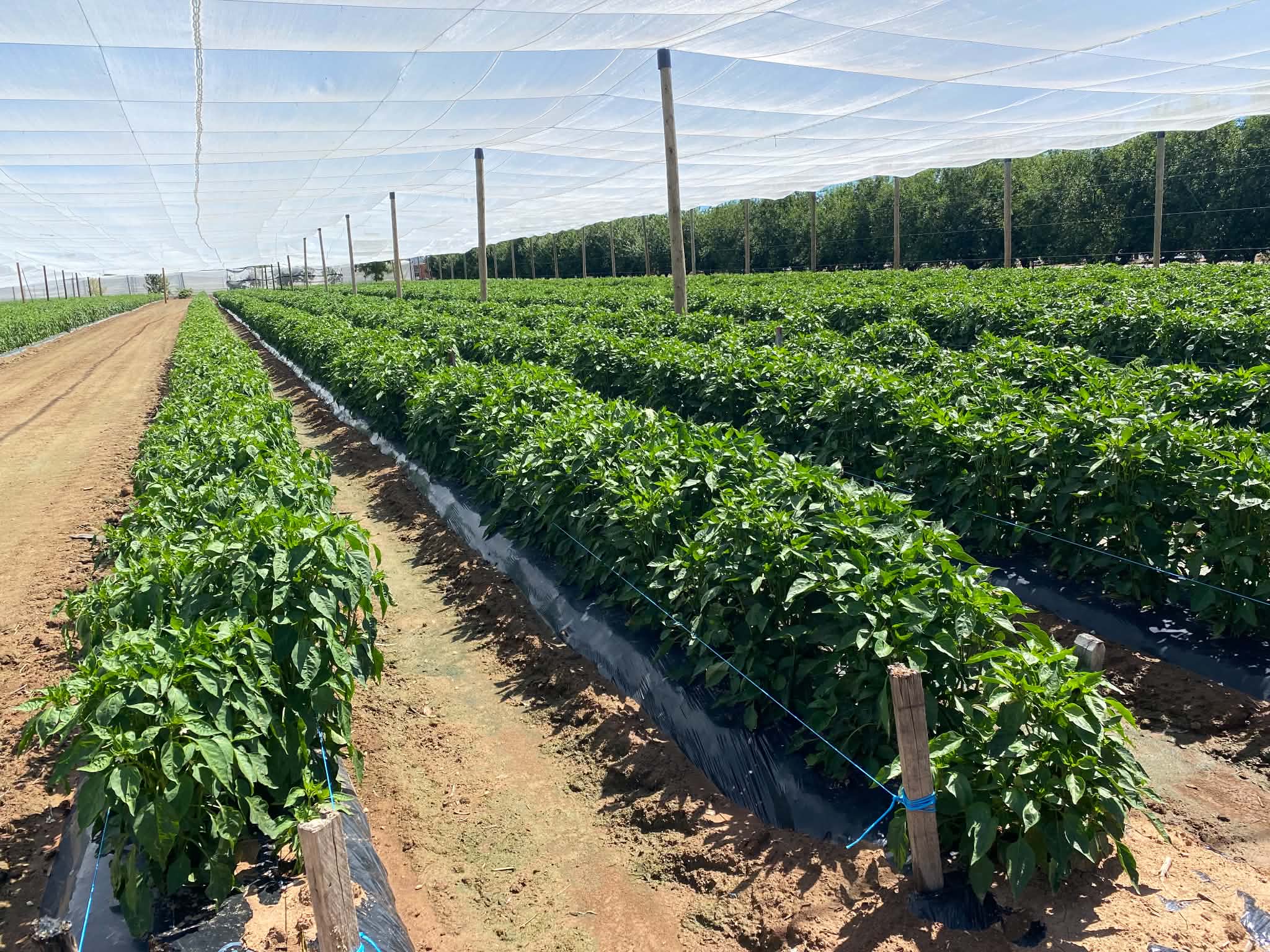 Vegetable crops growing in rows beneath protective netting