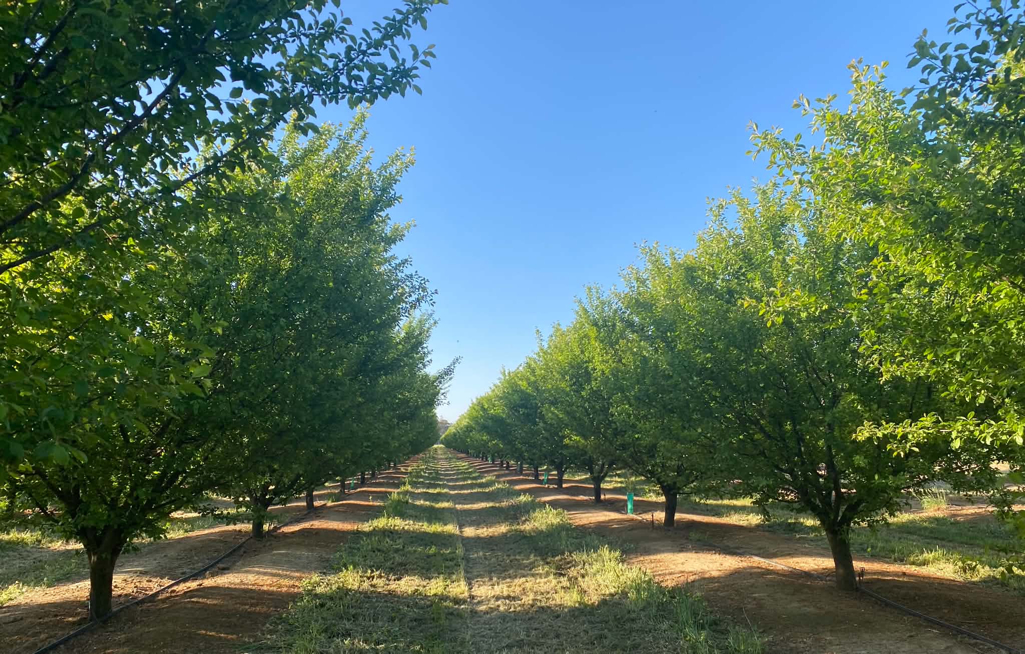 Sunlight falling across orderly rows of orchard trees