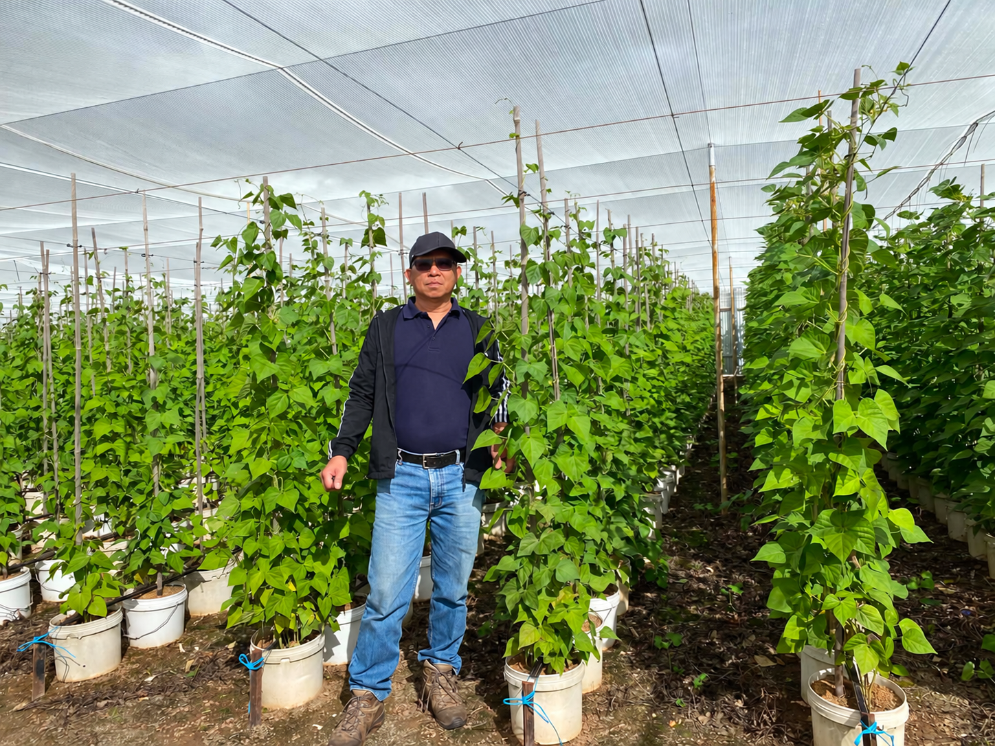 Valerio Tanguilig standing among trellised crops in a protected growing area